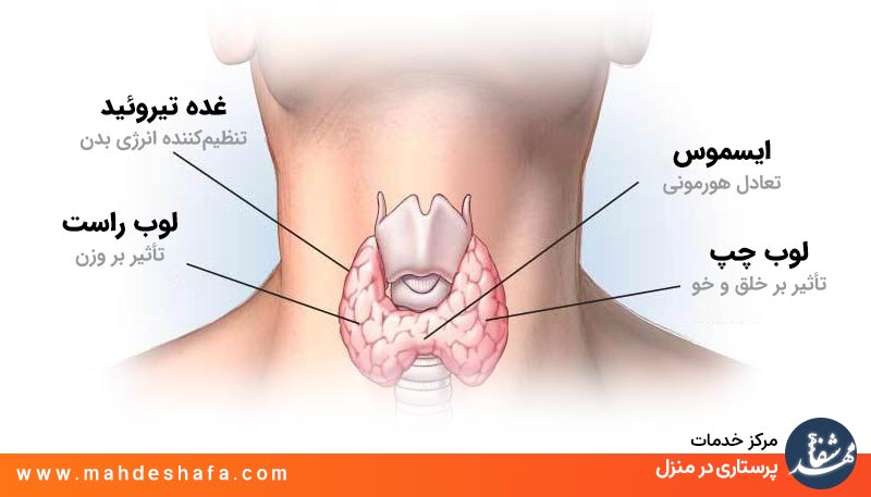 تیرویید-کجا-بدن-هست-و-چه-نقشی-داره